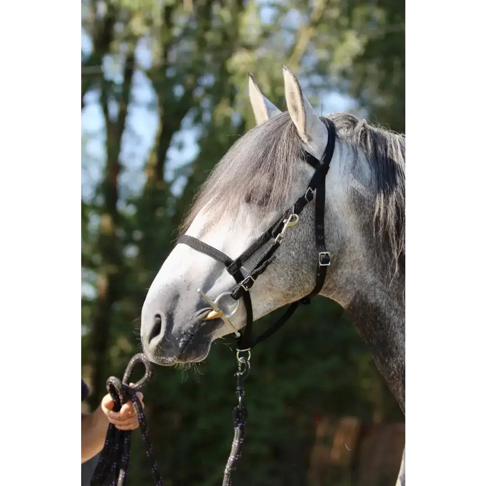 Endurance Combination Bridle Black Small Pony
