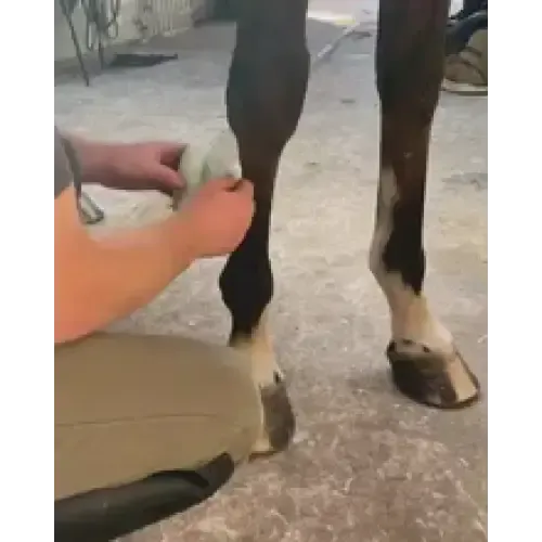 Equi-N-Ice Cooling Bandages Reusable Cooling Bandages