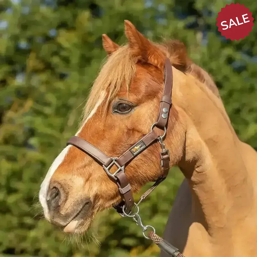 Equilibrium Stella Head Collars Safety Headcollars Black X Small Field Safe Headcollars