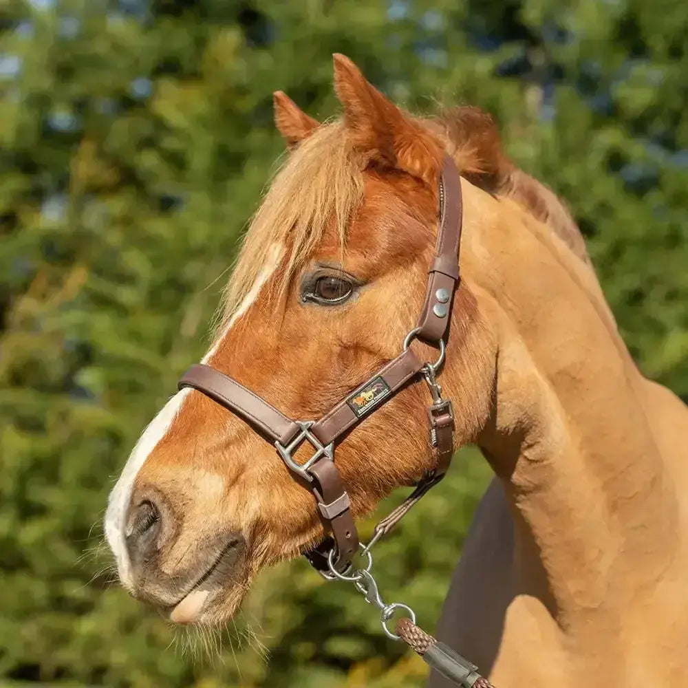 Brown leather equilibrium stella head collar with metal hardware and brand plaque for a field safe head collar