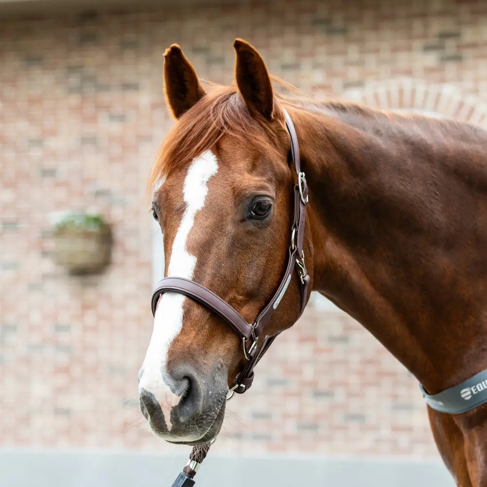 A brown horse wearing an equilibrium stellar dark brown leather weather headcollar for equestrian use