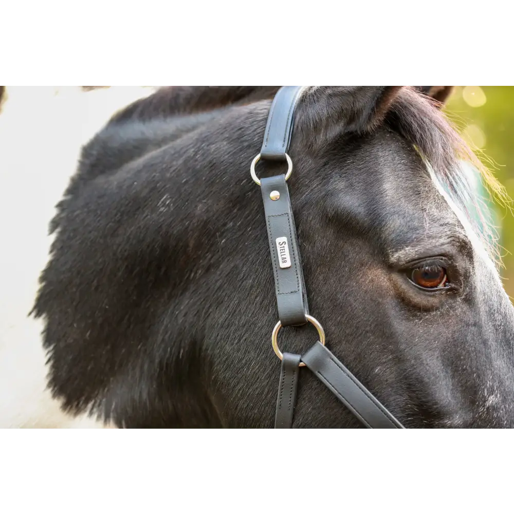 Equilibrium Stellar All Weather Headcollar Black Small Field Safe Headcollars
