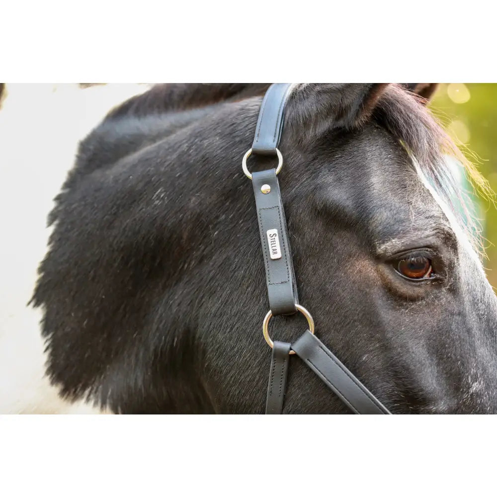 Black leather equestrian weather headcollar with gold rings and silver stellar plaque from equilibrium stellar