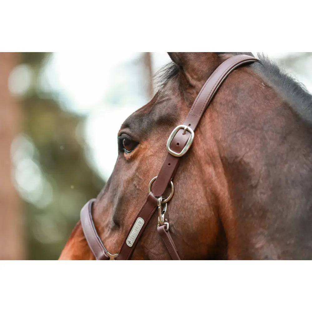 Brown leather equilibrium stellar weather headcollar with silver buckle and hardware for equestrian use
