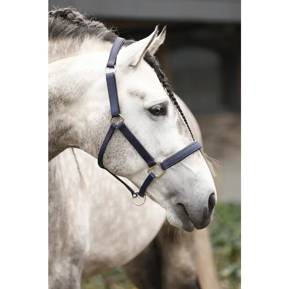 Navy blue leather equilibrium stellar weather headcollar with silver hardware perfect for equestrian use