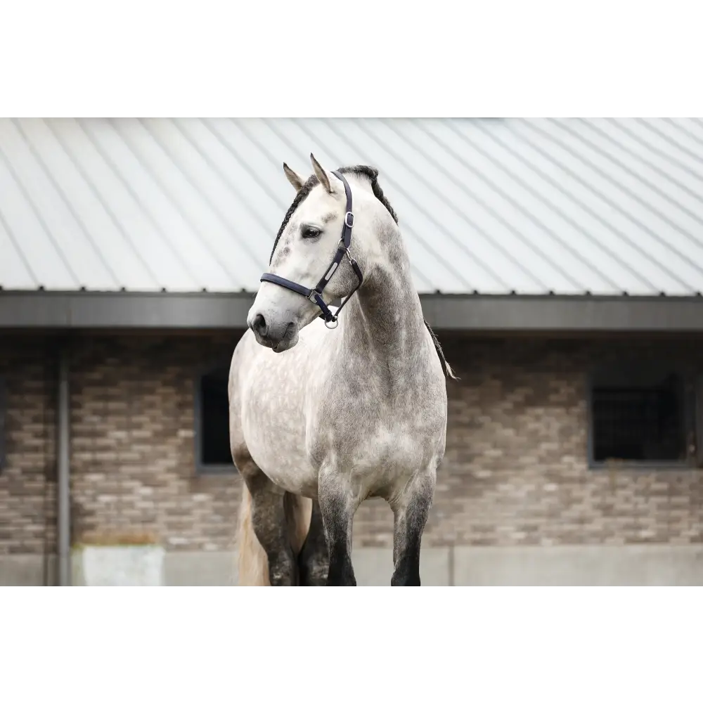 Equilibrium Stellar All Weather Headcollar Black Small Field Safe Headcollars