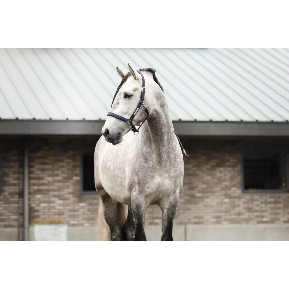 A dapple gray horse wearing an equilibrium stellar weather headcollar stands calmly by a brick stable in an equestrian setting