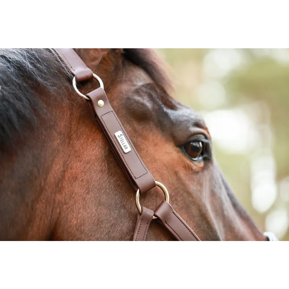 Equilibrium Stellar All Weather Headcollar Black Small Field Safe Headcollars