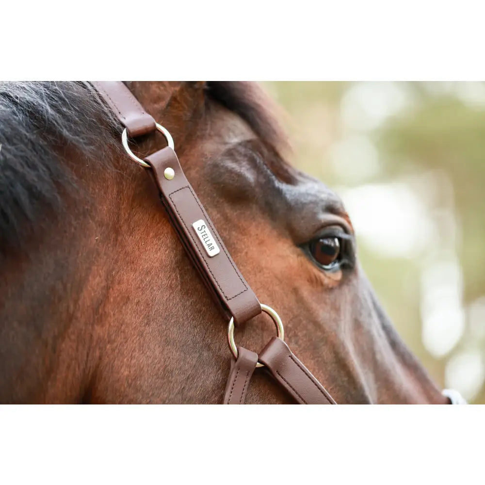 Brown leather equilibrium stellar weather headcollar with gold metal rings and silver engraved stellar plaque for equestrian use
