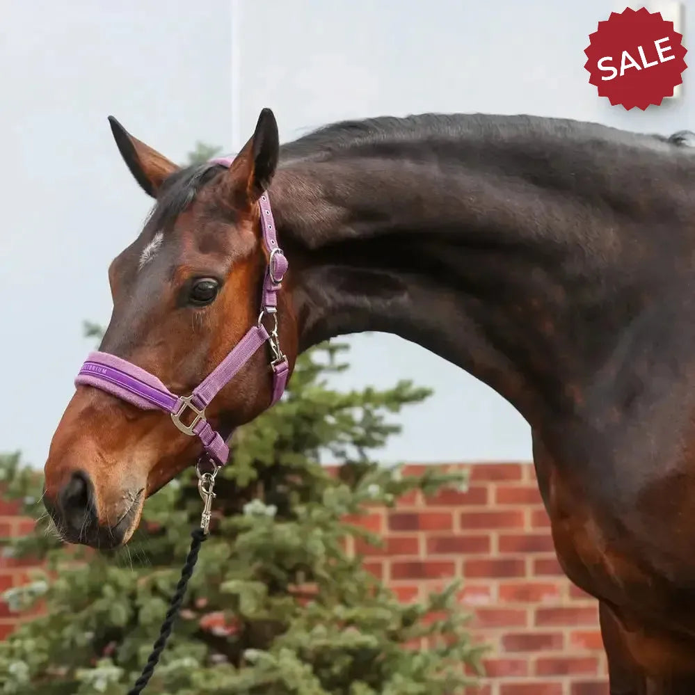 Equilibrium Stellar Style Headcollar Purple X SmallmALL PURPLE Field Safe Headcollars