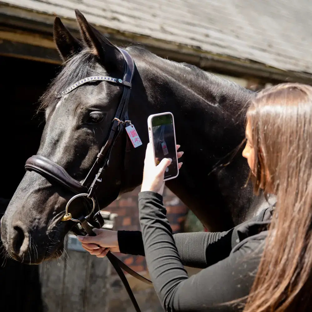 Black horse wearing a bridle with silver embellishments and an equine emergency tag for instantly accessible contact details