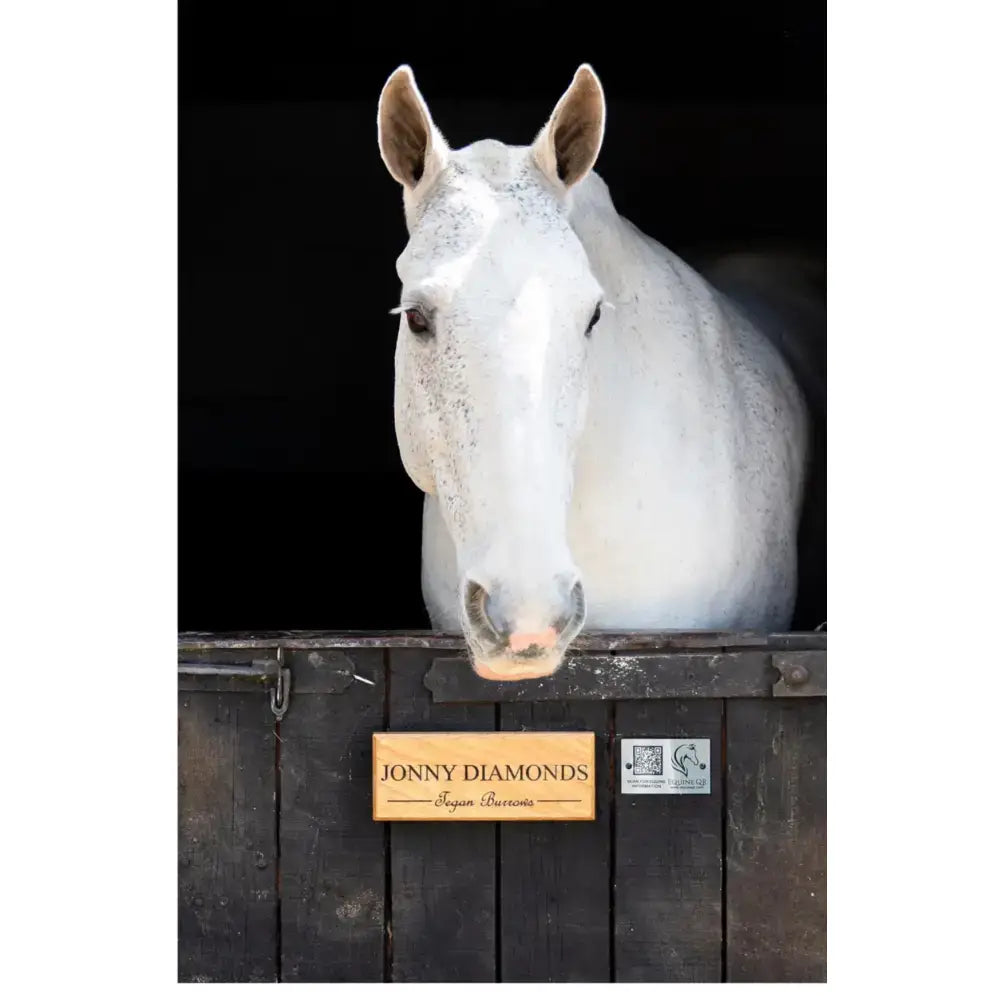 A striking white horse with a dappled coat peers over a dark wooden stable gate with an equine qr mount for instantly accessible horse’s information