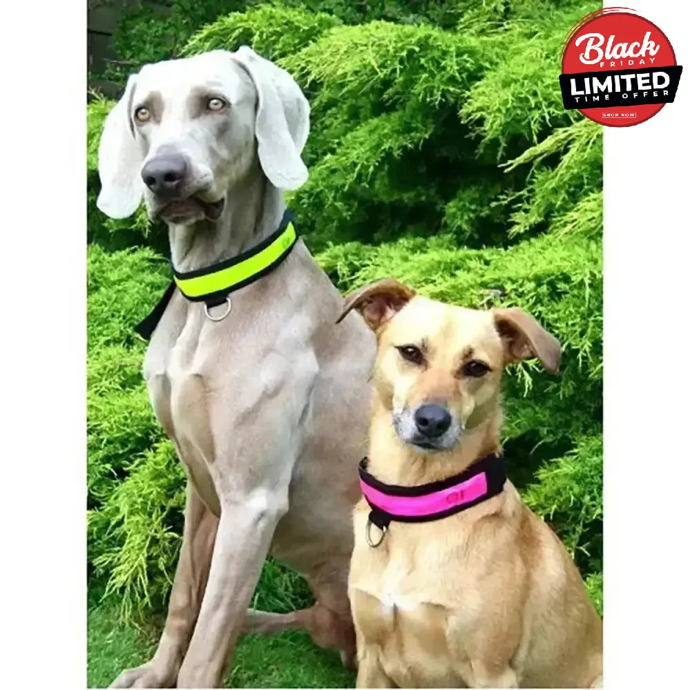 Equisafety Led Flashing Dog Collar Yellow Small Yellow Dog Collars