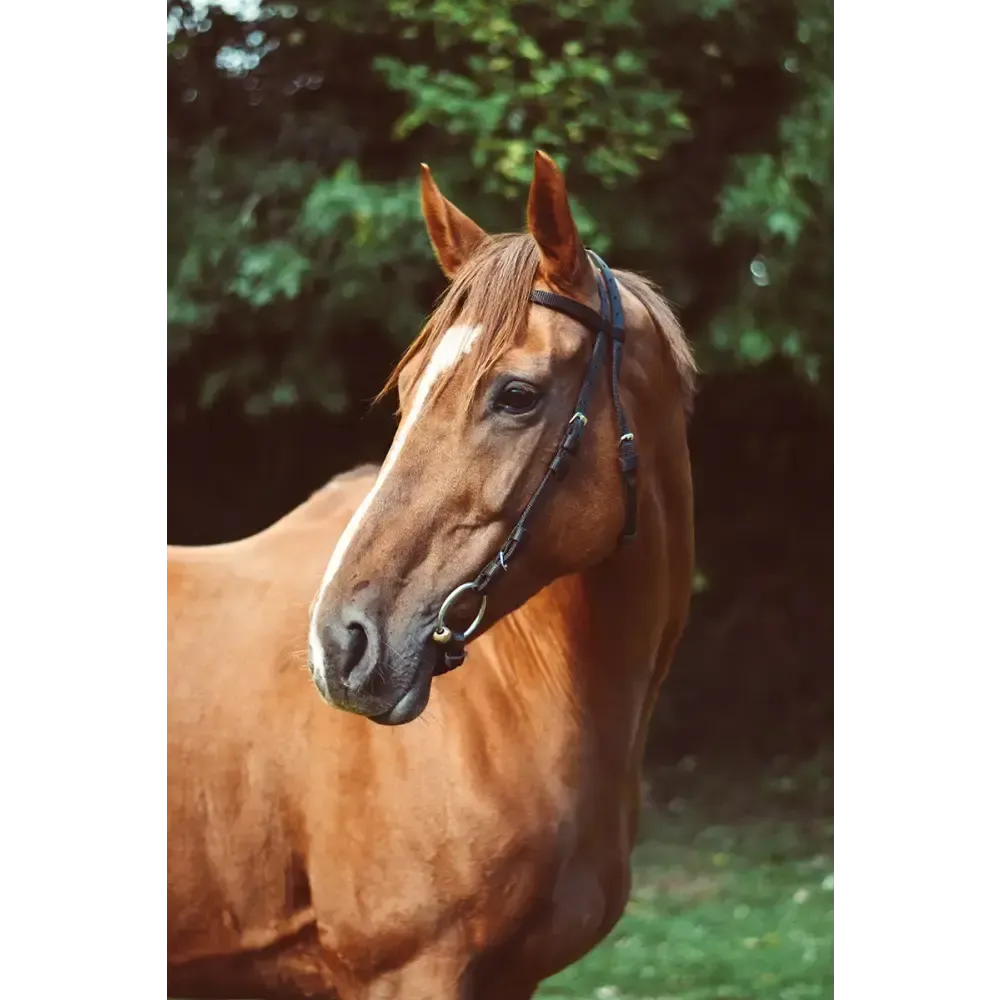 Equisential Nylon Race Exercise Bridle Black One Size Bridles