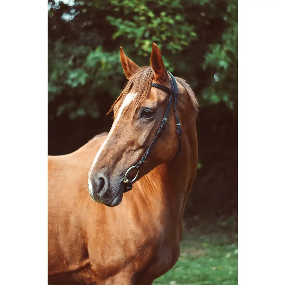 A chestnut horse wearing an equisential nylon race exercise bridle with a white blaze and black leather noseband