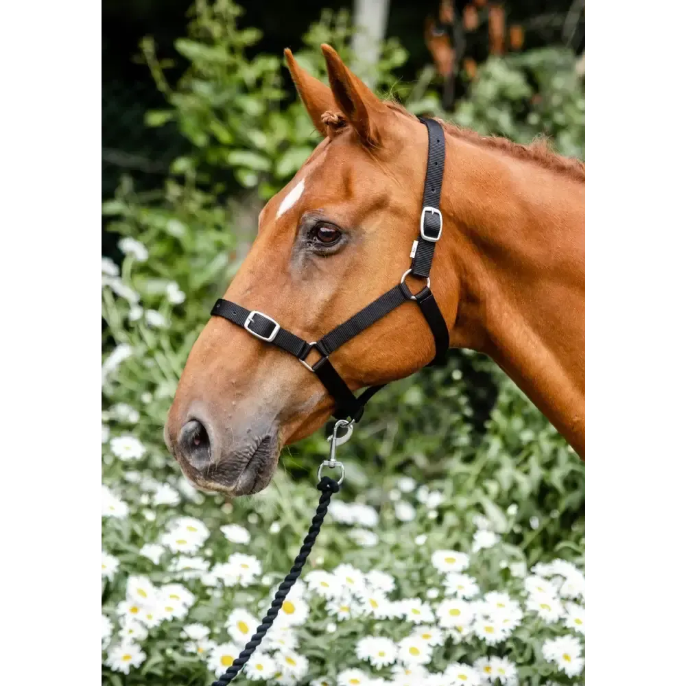 Equissential Economy Headcollar & Leadrope Set Black Pony Headcollar Sets