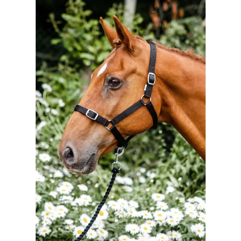 Black leather horse halter with silver buckle accents from the equissential economy headcollar and leadrope set