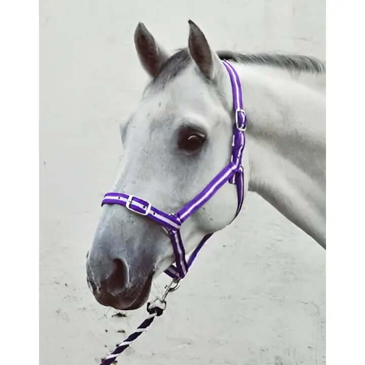 Purple leather economy headcollar with silver buckles from the equissential economy headcollar set