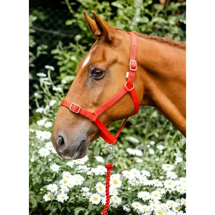 A vibrant red leather equissential economy headcollar with matching leadrope perfect for everyday use
