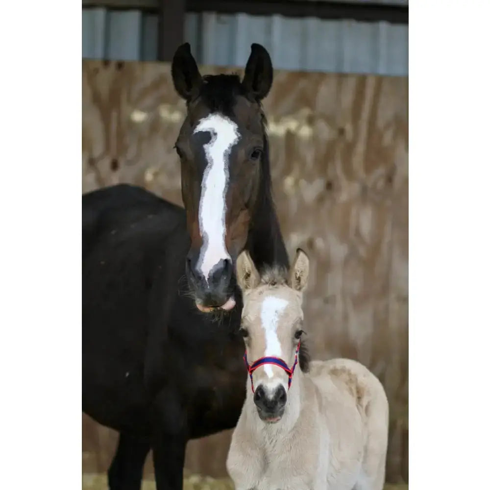 A dark brown horse with white face stripe stands beside a light foal wearing libbys field safe red safe headcollar