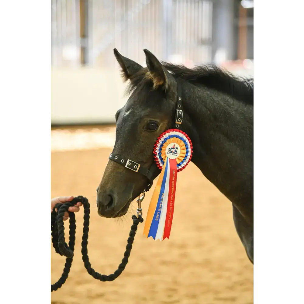 Foal Headcollar Navy/Red Small