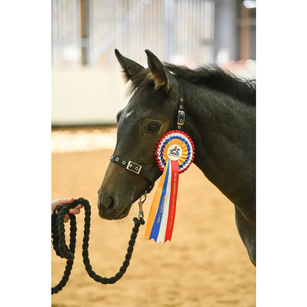 A sleek black horse wearing a foal headcollar with soft webbing and a decorative red white and blue head loop rosette