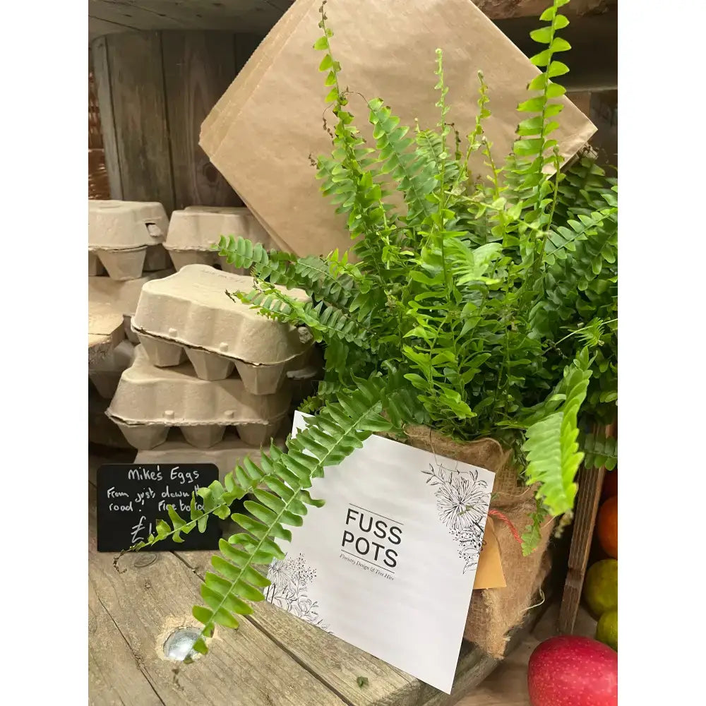 A lush green fern in a rustic burlap-wrapped pot labeled fuss pots perfect for barnstaple equestrian supplies