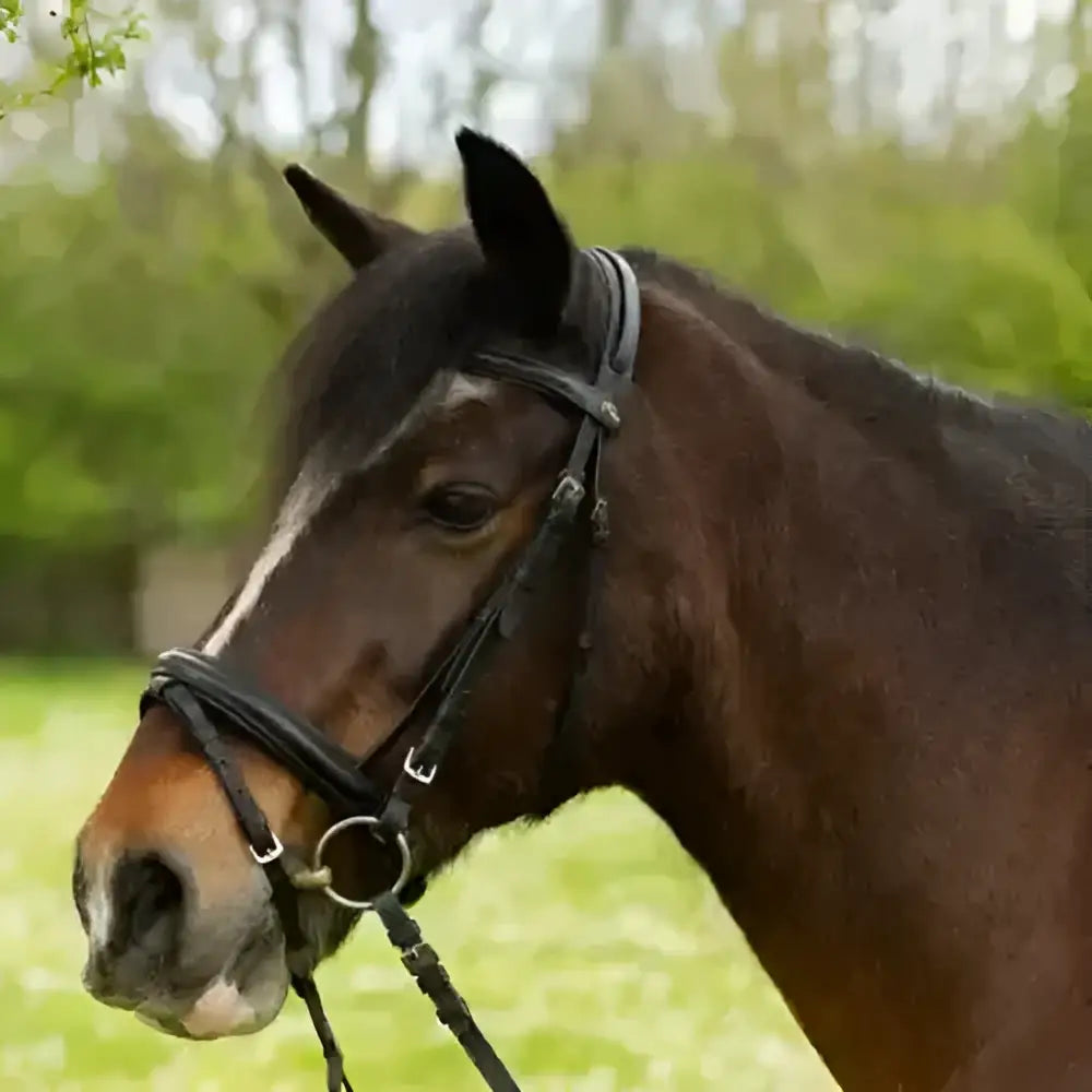 Dark brown horse wearing gallop comfort bridle with rubber reins comfort headpiece and crank noseband silver hardware