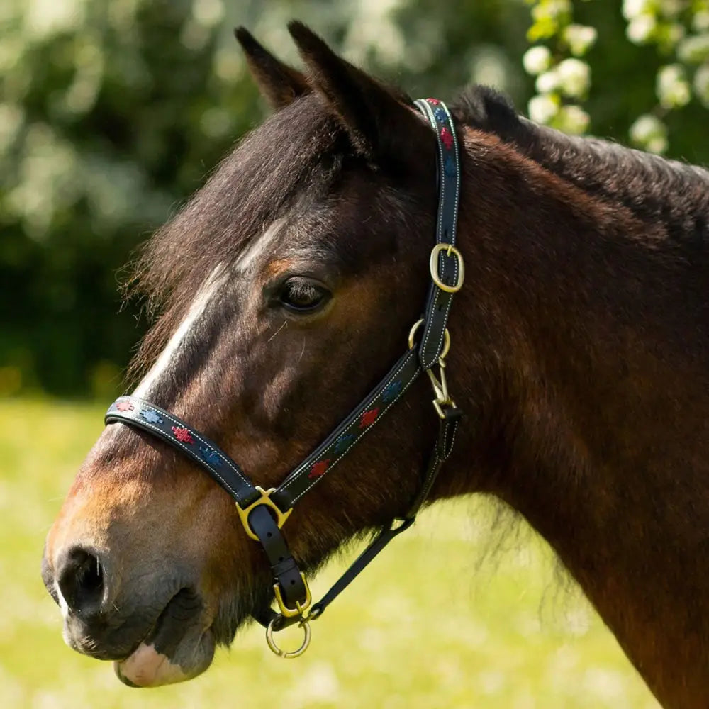 Black leather gallop diamond padded leather headcollar navy burgundy with gold hardware and red floral embroidery