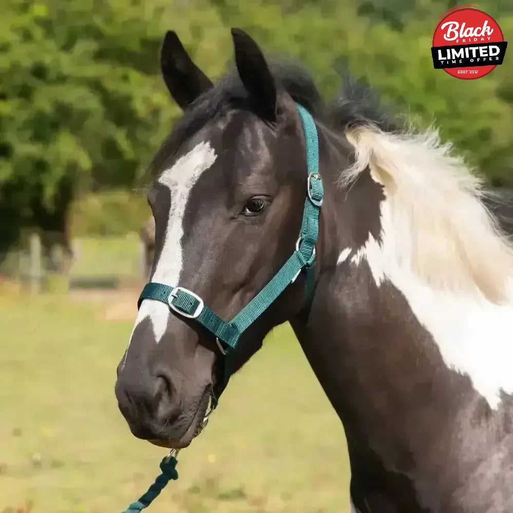 Gallop Headcollar and Leadrope set Black Shetland Headcollar Sets