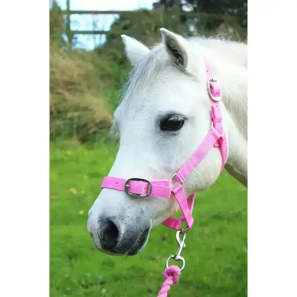 Gallop Headcollar and Leadrope set Black Shetland Headcollar Sets