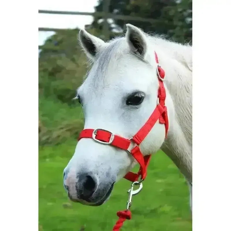 Gallop Headcollar and Leadrope set Red Shetland Headcollar Sets