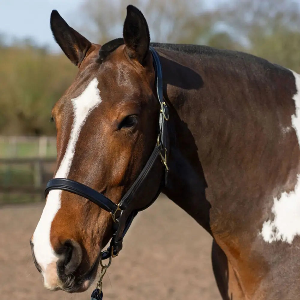 A sleek black gallop leather padded headcollar with silver hardware and fully adjustable quick release buckle