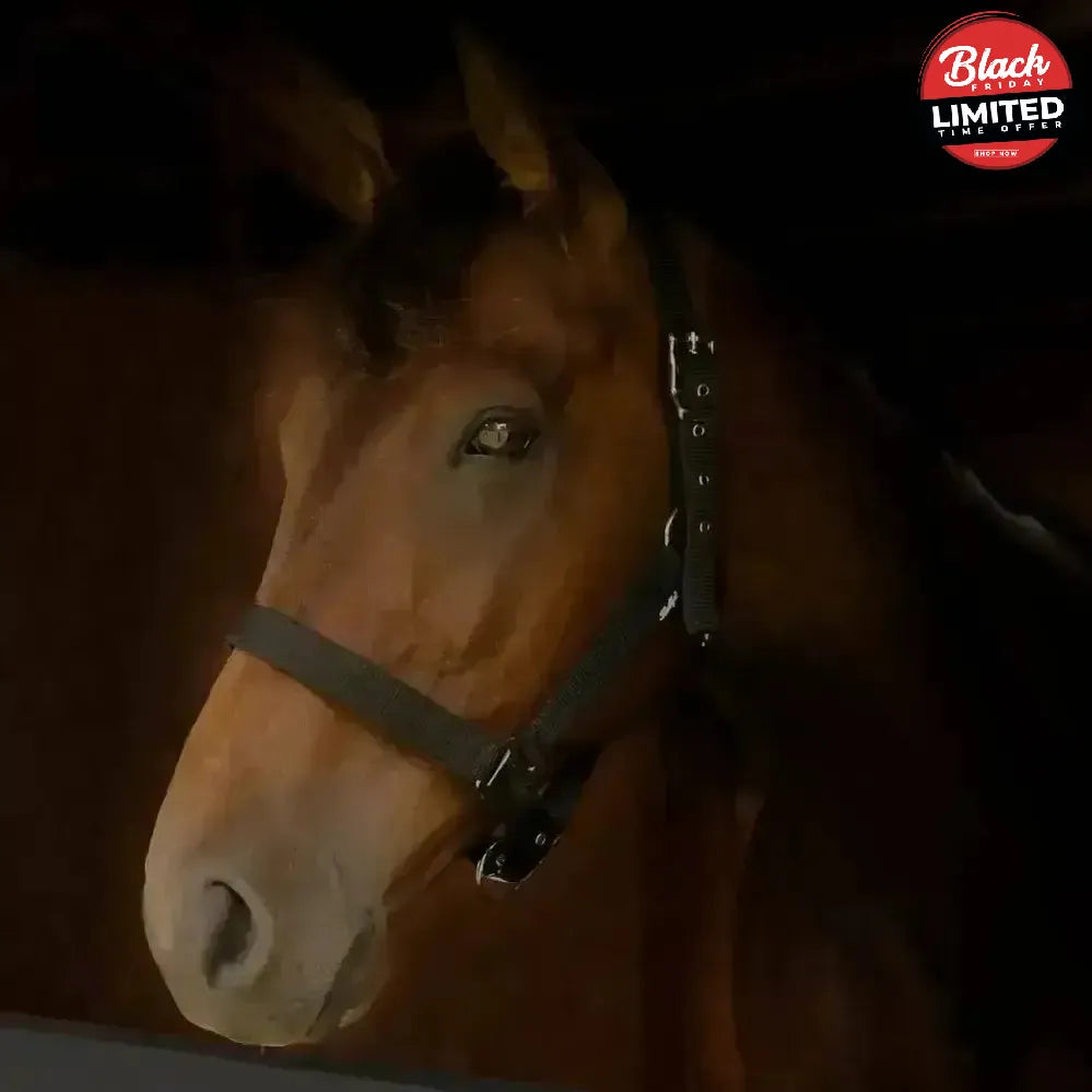 Gallop Premium Padded Headcollar Black Shetland Headcollar Sets