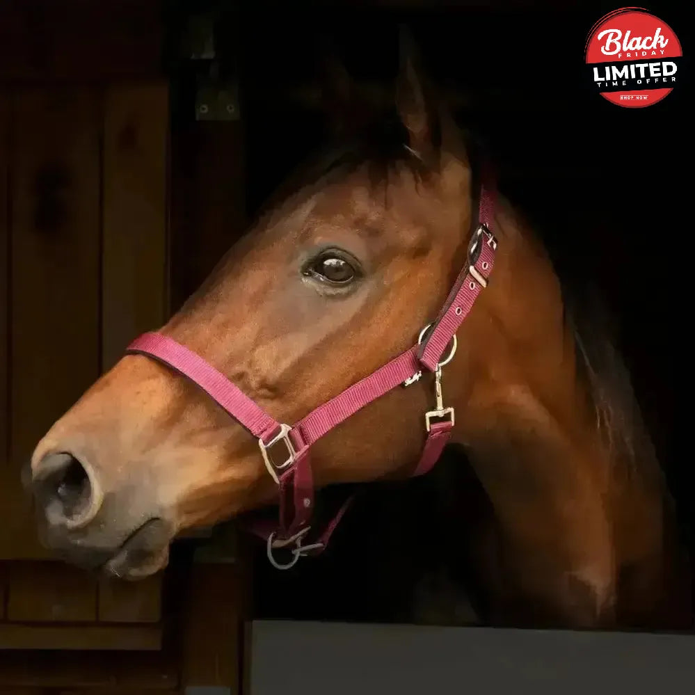 Gallop Premium Padded Headcollar Black Shetland Headcollar Sets