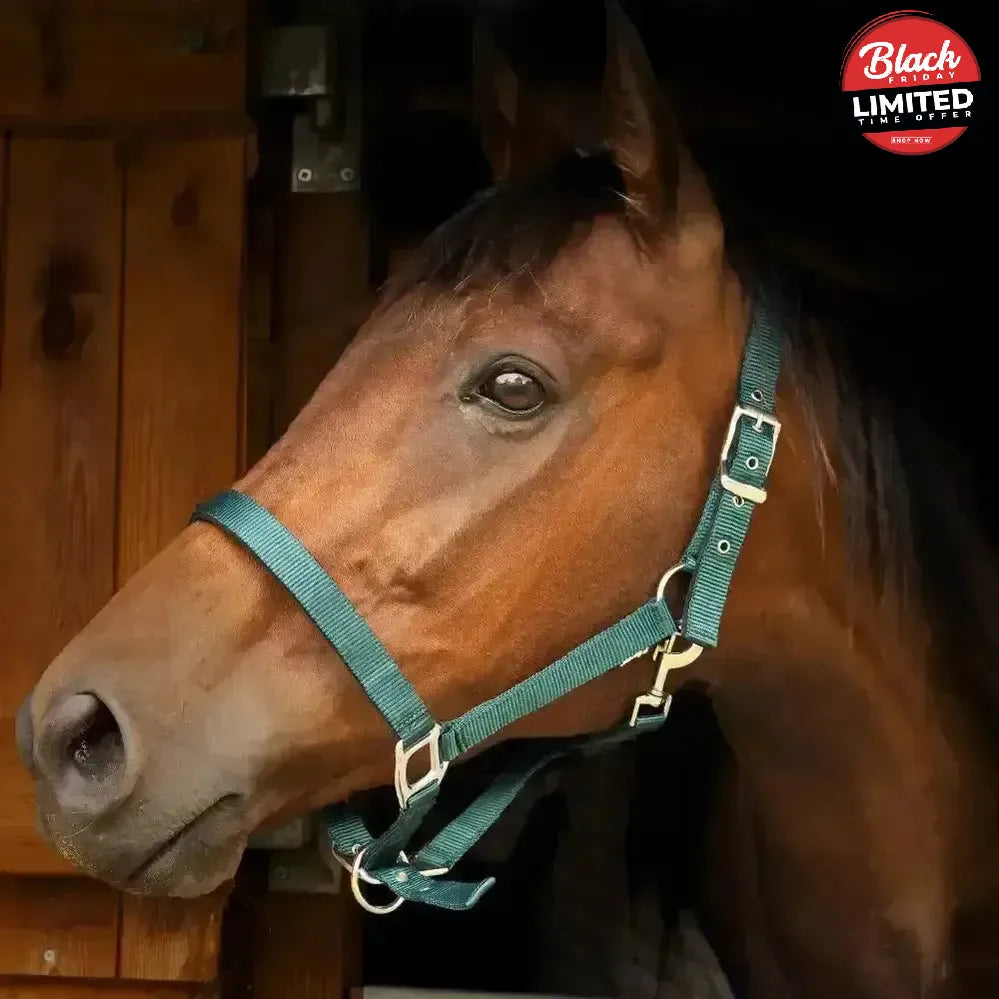 Gallop Premium Padded Headcollar Black Shetland Headcollar Sets