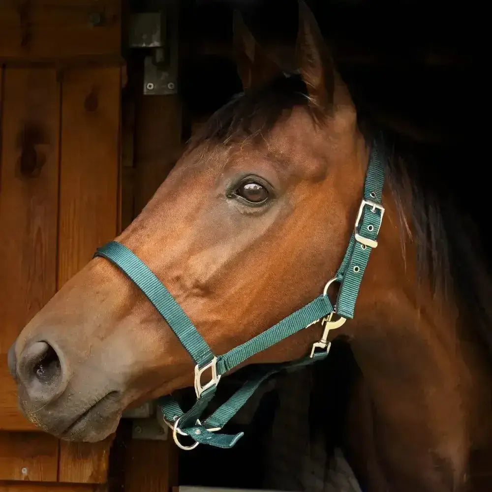 Teal nylon gallop premium padded headcollar with silver buckles and adjustable padded headcollars hardware