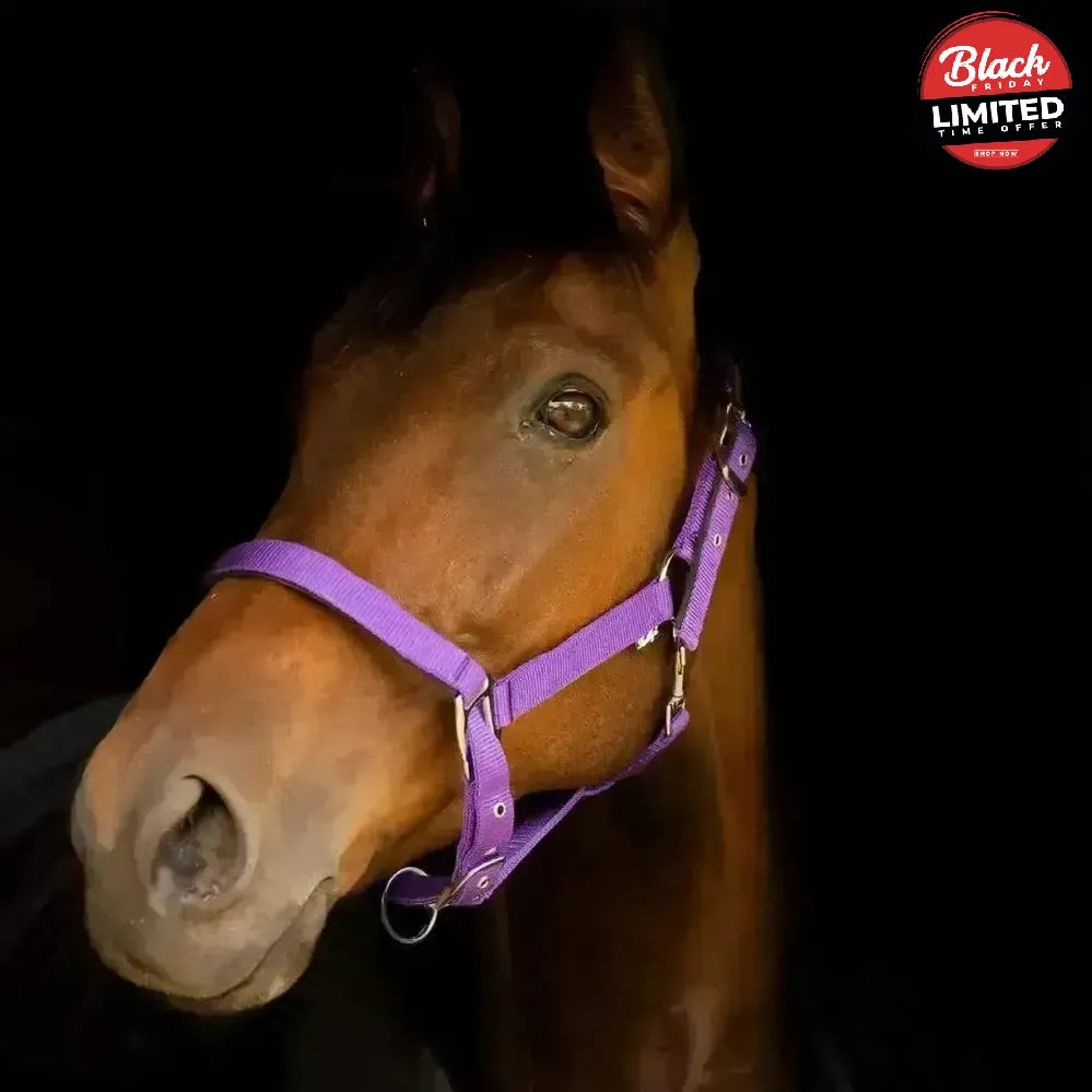 Gallop Premium Padded Headcollar Black Shetland Headcollar Sets