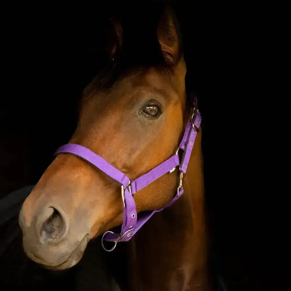 A vibrant purple gallop premium padded nylon headcollar with silver metal hardware and adjustable straps
