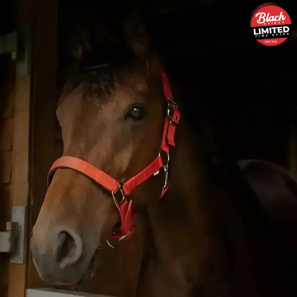 Gallop Premium Padded Headcollar Black Shetland Headcollar Sets