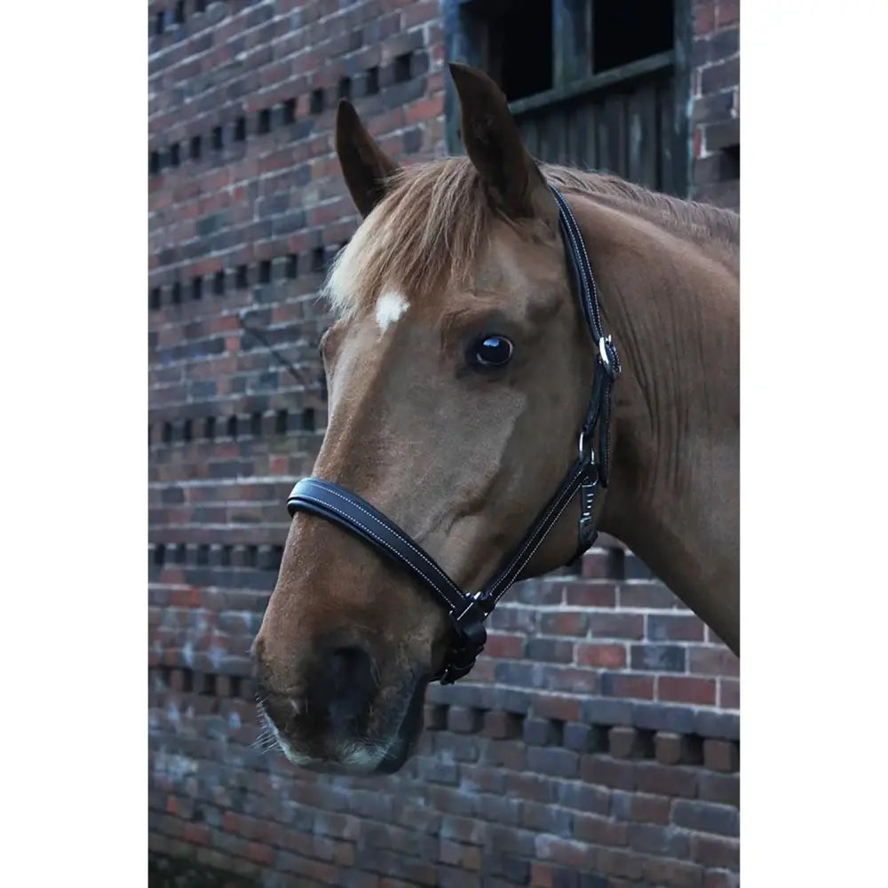 Black leather gallop premium padded leather headcollar with silver hardware and brown padded leather headcollar detail