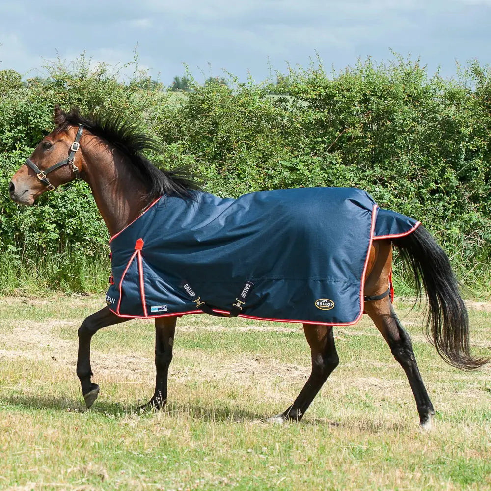 Navy blue gallop trojan 200g turnout rug with red trim black buckles and logo patch on side for standard neck