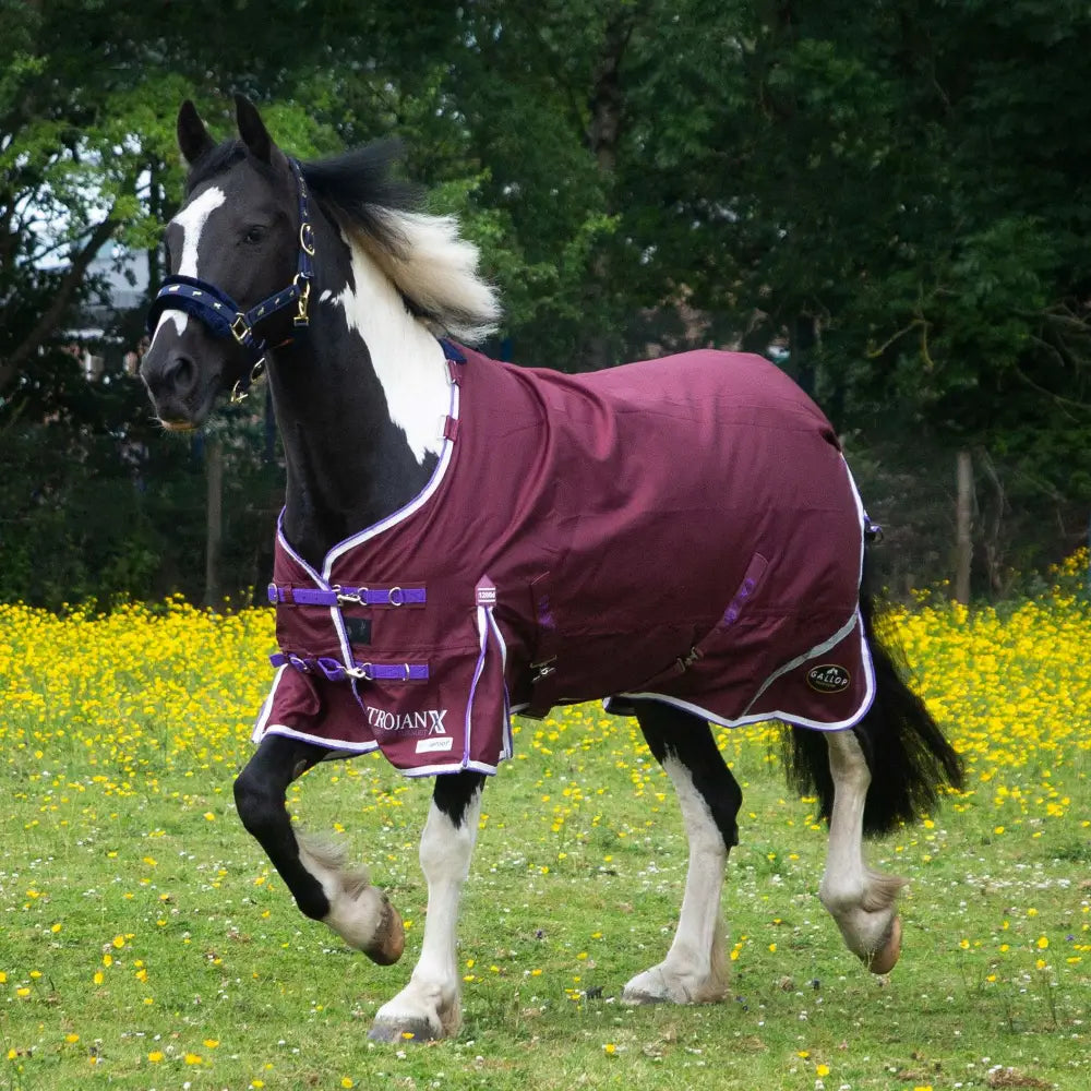 Maroon gallop trojan xtra lightweight turnout rug with purple straps and white trim for standard neck horses