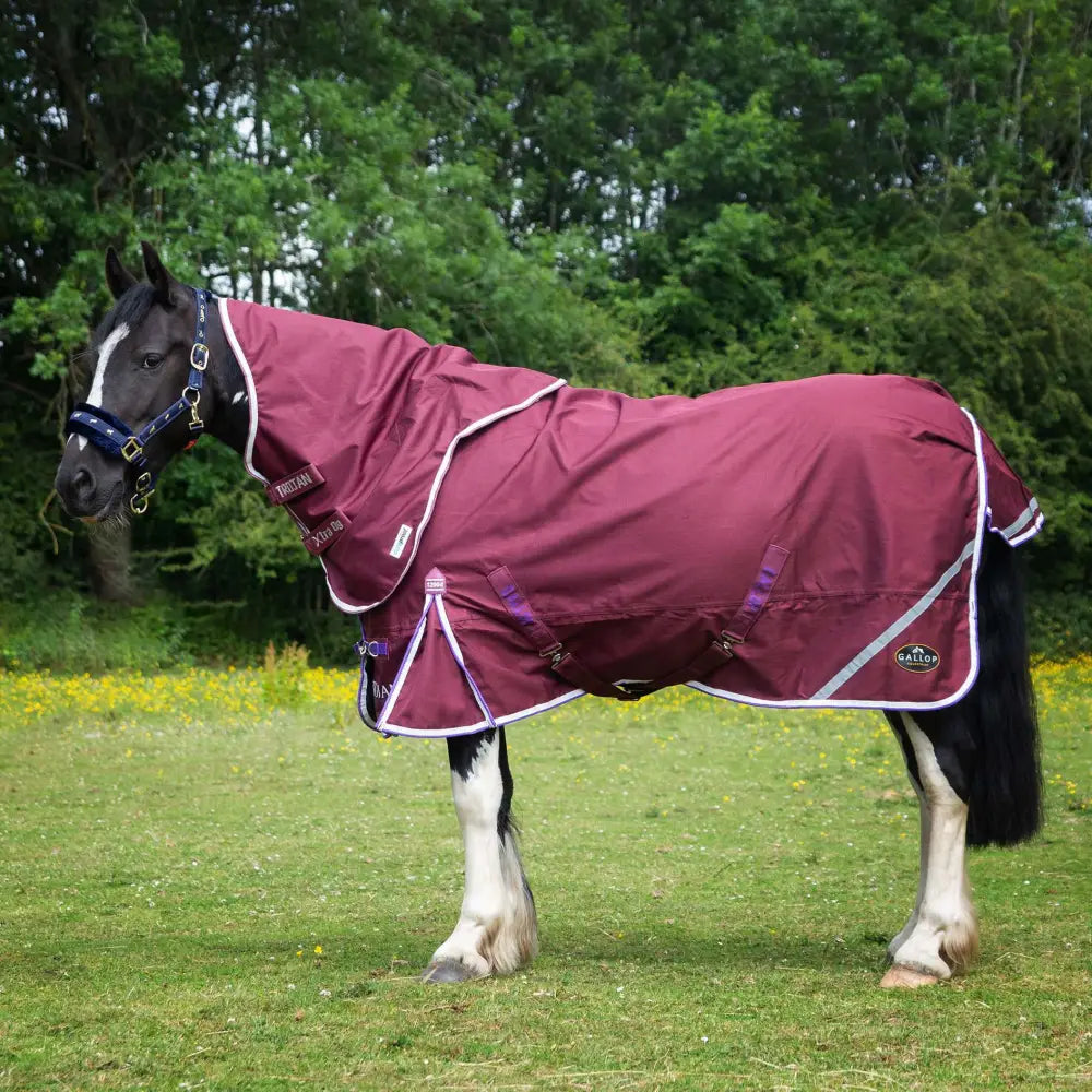 Maroon gallop trojan xtra lightweight turnout rug with white trim and purple straps in standard neck design