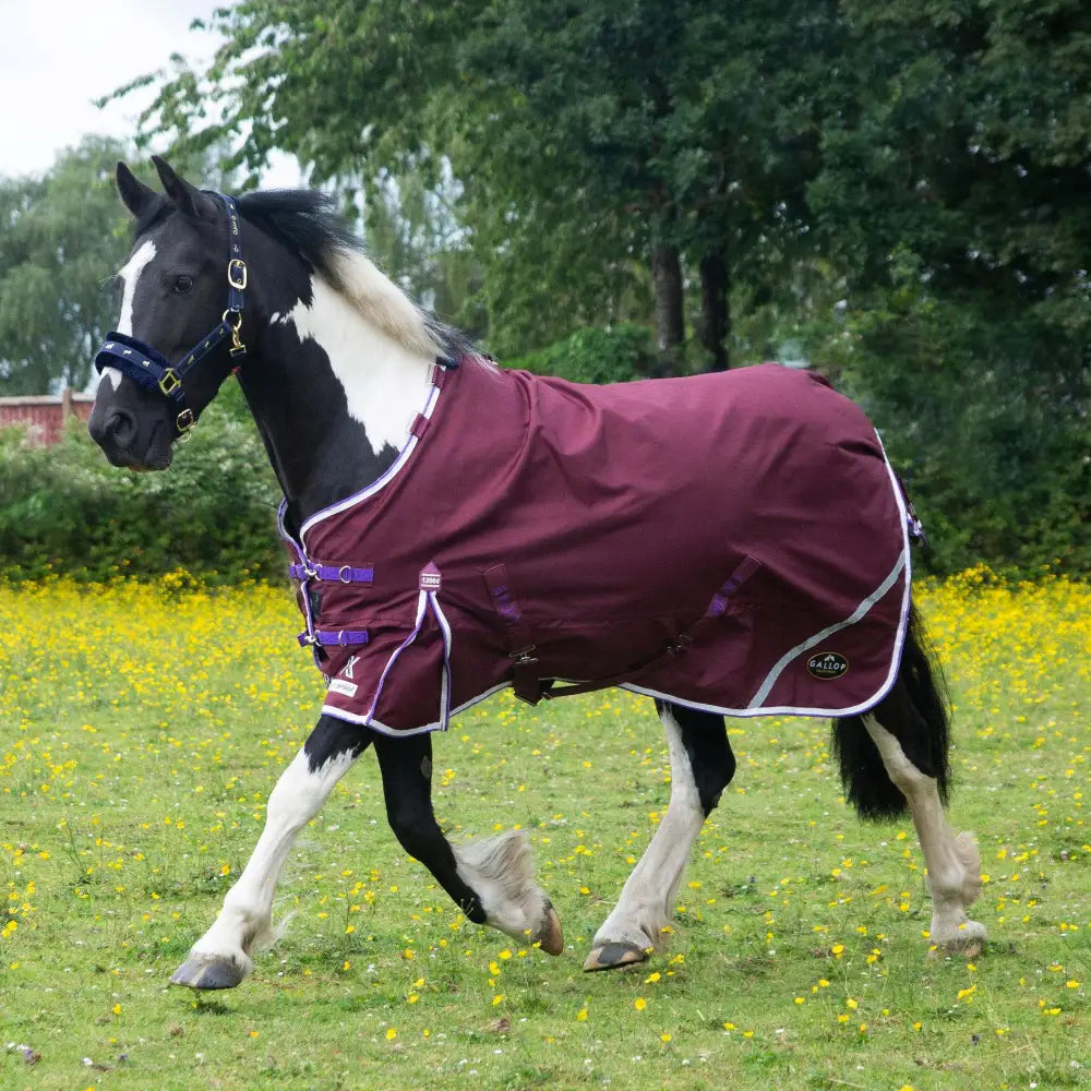 Maroon gallop trojan xtra lightweight turnout rug with white trim purple buckles and small logo on side