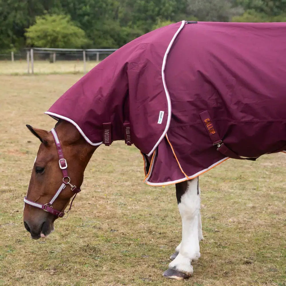 Gallop trojan xtra duraproof 100g lightweight maroon horse blanket with white trim and adjustable straps