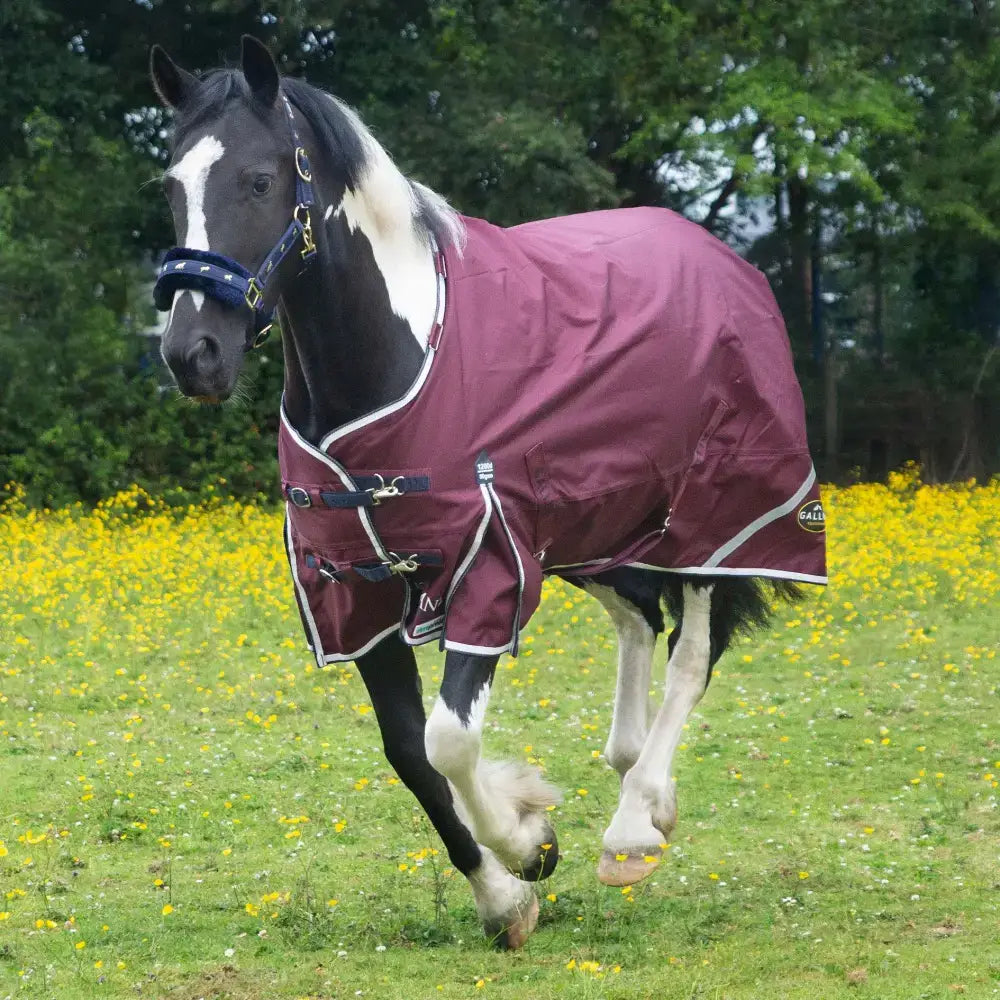 Maroon trojan xtra 50g lightweight standard neck turnout rug with white trim black buckles and brand logo on side
