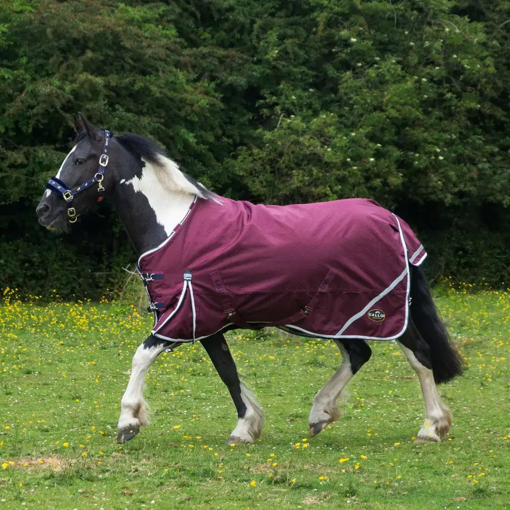 Black and white pinto horse wearing maroon trojan xtra 50g lightweight standard neck turnout blanket with white trim