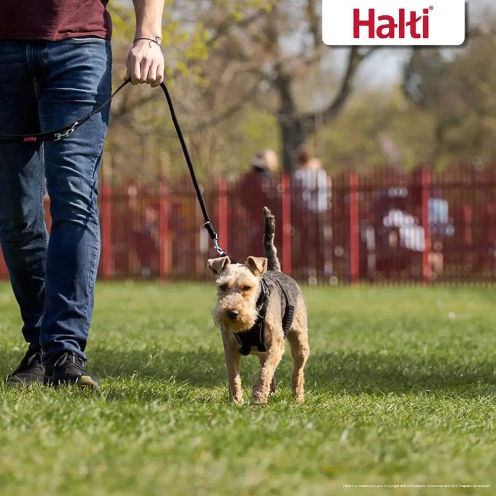 Black halti no pull harness with sturdy metal clasp and adjustable strap for comfortable fit on dog’s chest