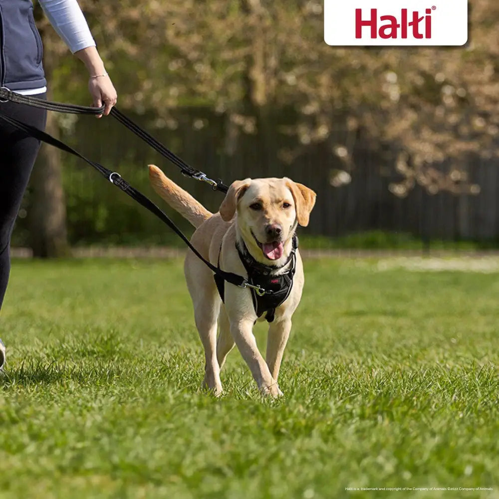 Black halti training lead harness with adjustable straps and metal hardware for secure training lead black use